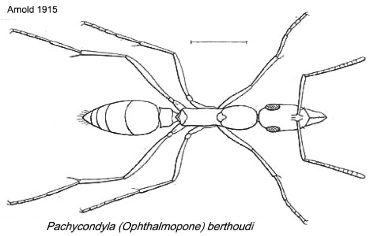 {Pachycondyla berthoudi}