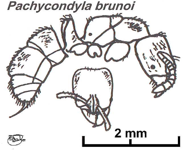 {Pachycondyla brunoi}