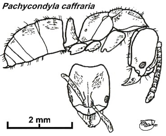 {Pachycondyla nr caffraria spT1}