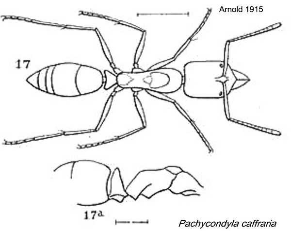 {Pachycondyla caffraria}