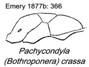 {Pachycondyla (Bothroponera) crassa}