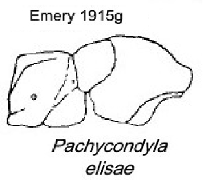 {Pachycondyla elisae}