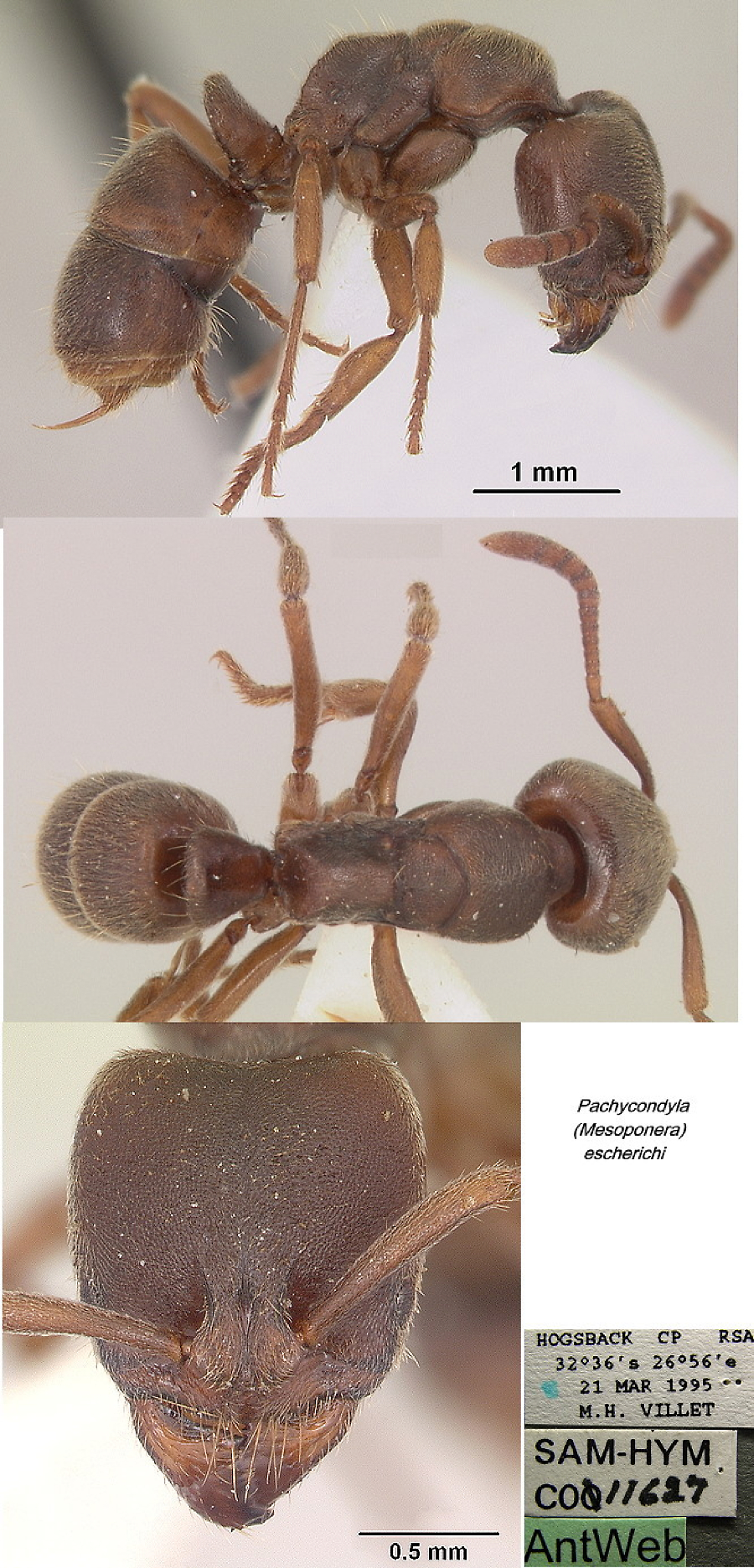 {Pachycondyla escherichi}