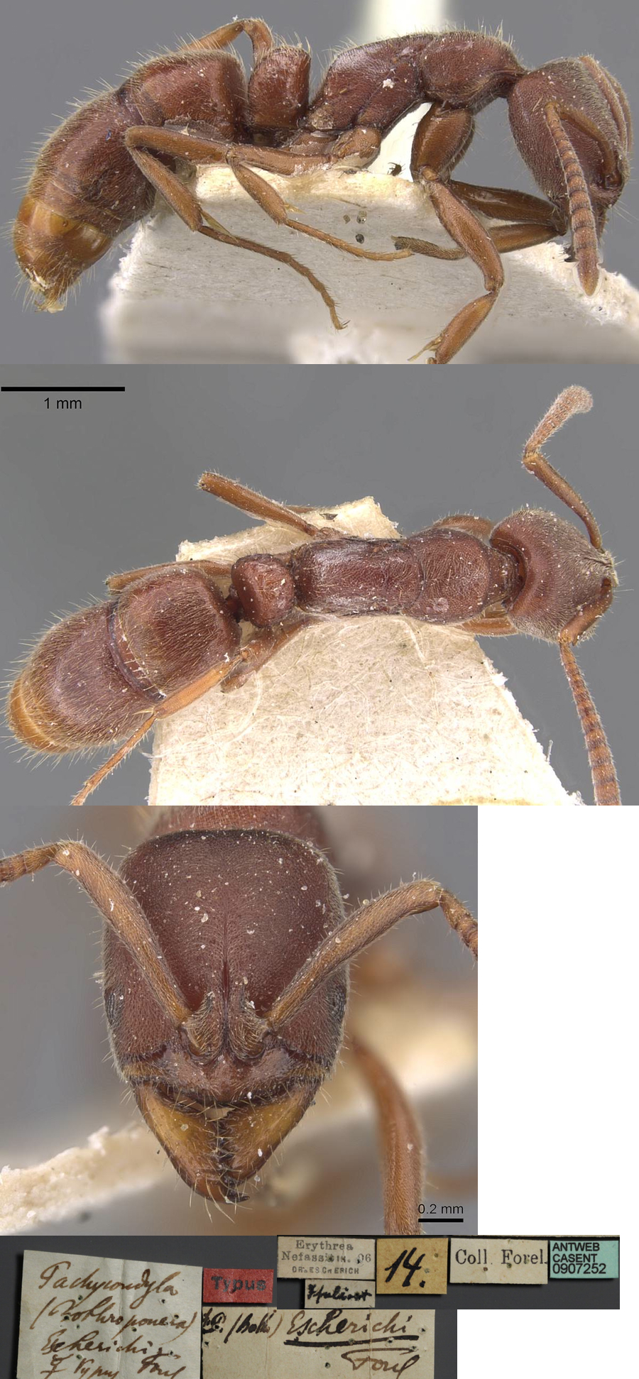 {Pachycondyla escherichi}