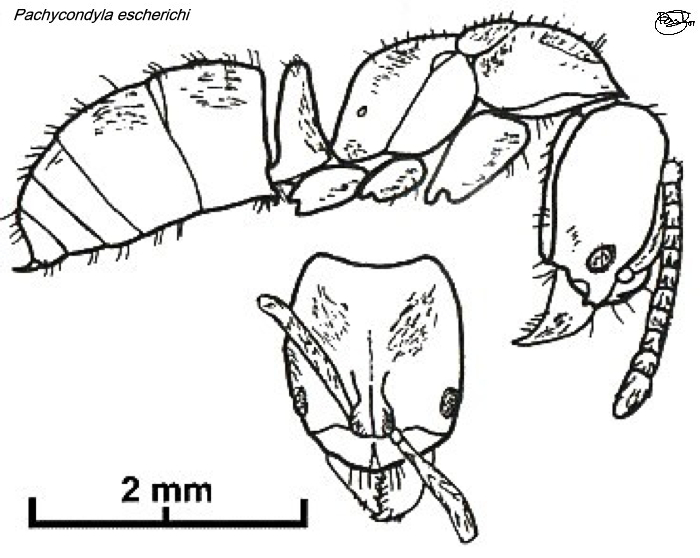 {Pachycondyla escherichi}