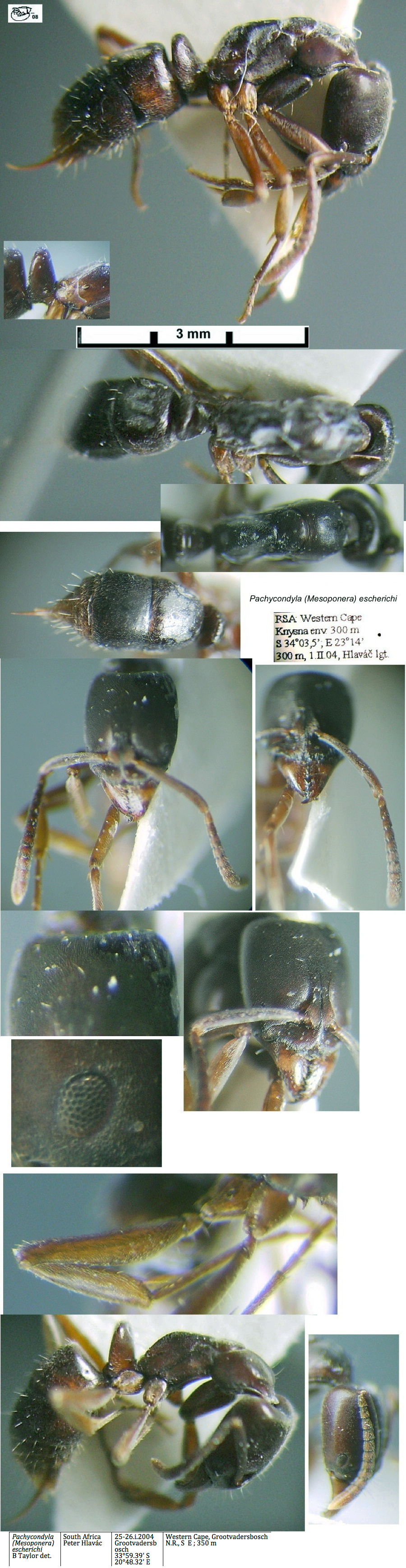 {Pachycondyla escherichi}