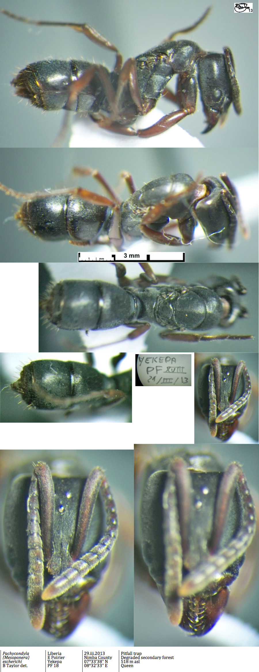 {Pachycondyla escherichi queen}