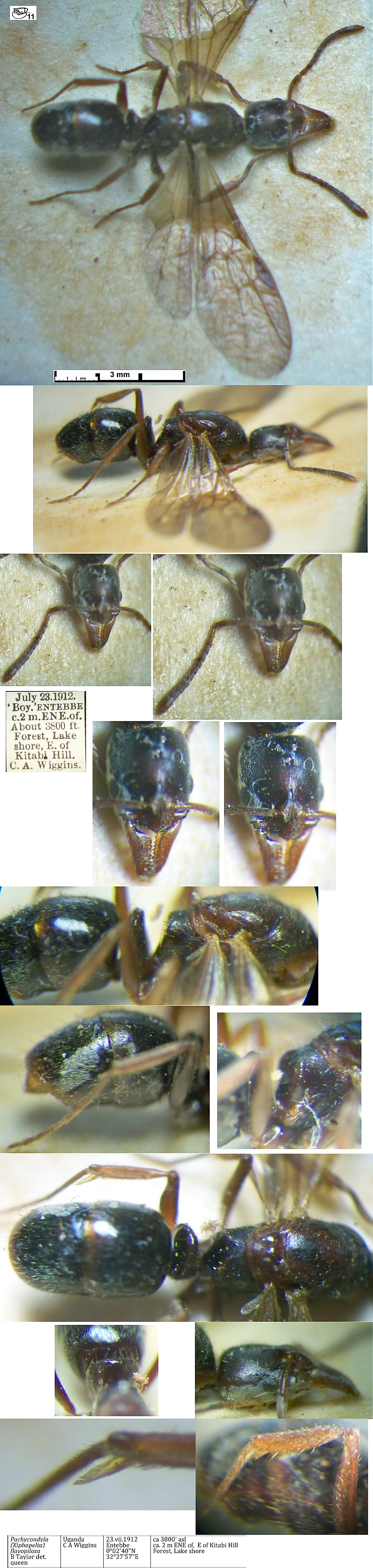 {Pachycondyla flavopilosa queen}