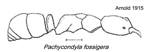 {Pachycondyla fossigera}