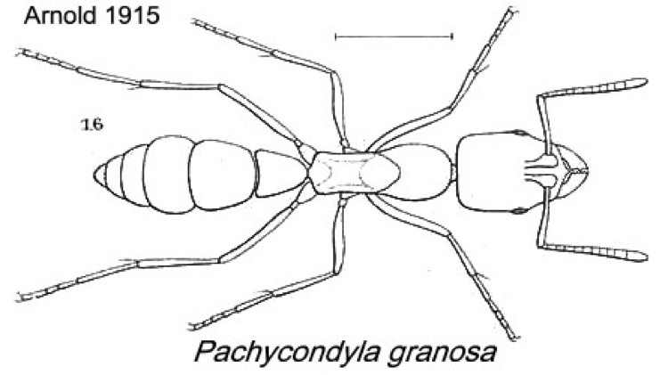 {Pachycondyla granosa}