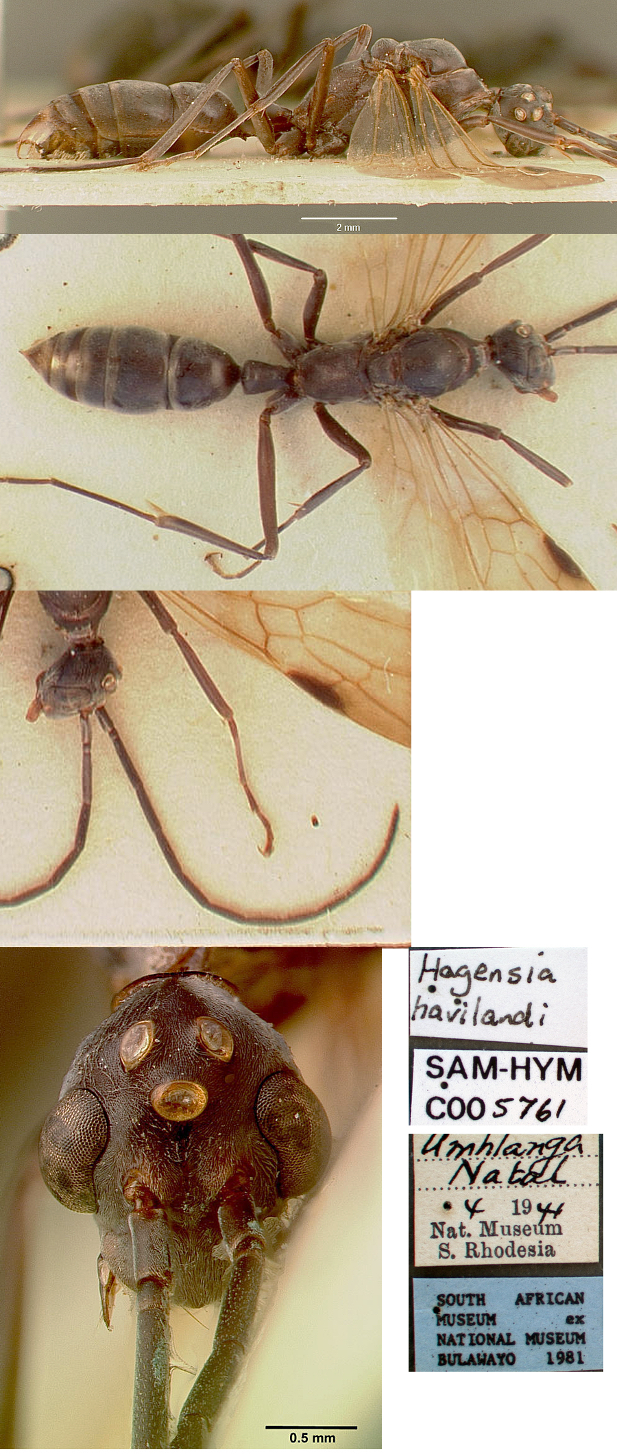 {Pachycondyla havilandi male}