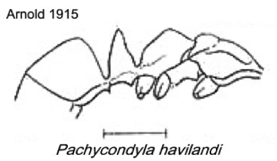 {Pachycondyla havilandi}