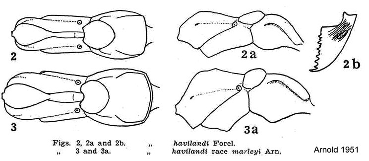 {Pachycondyla havilandi}