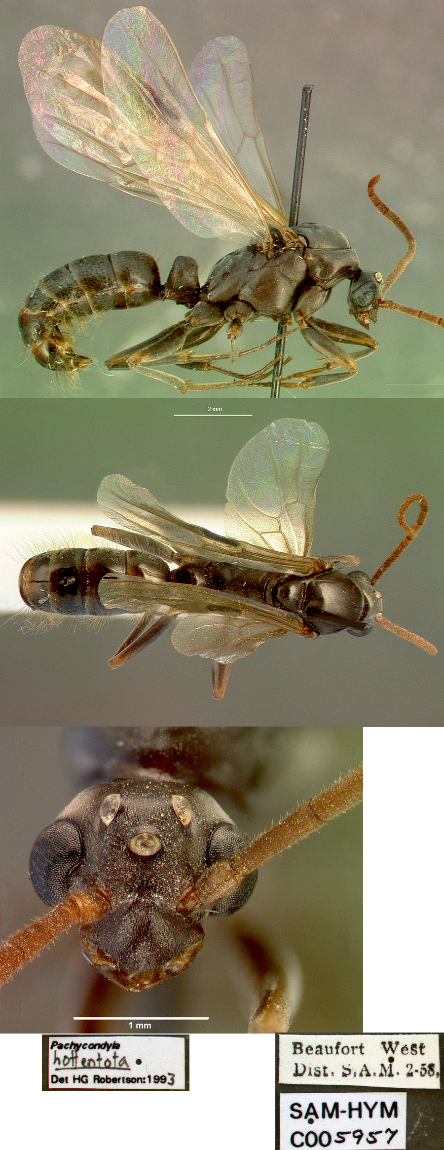 {Pachycondyla hottentota male}