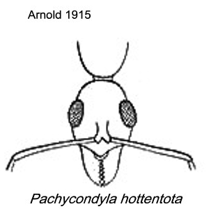 {Pachycondyla hottentota}