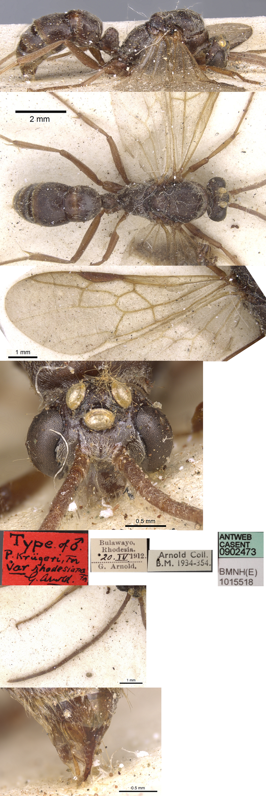 {Pachycondyla kruegeri male}