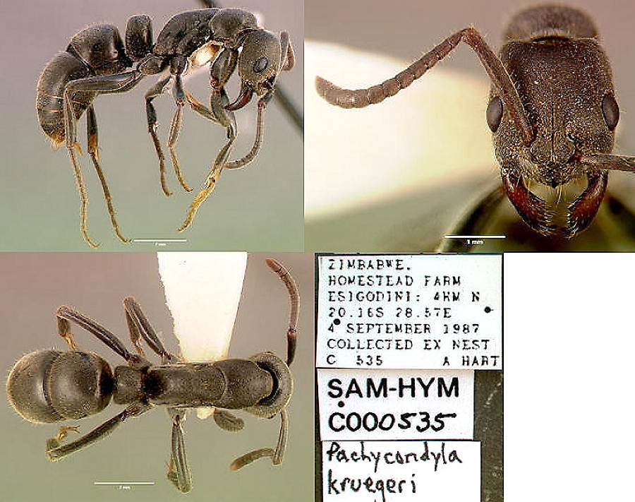 {Pachycondyla kruegeri}