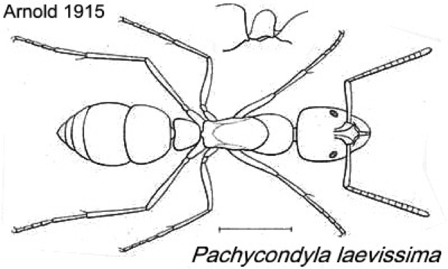 {Pacycondyla laevissima}