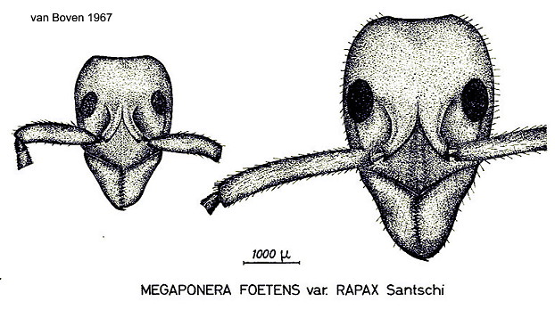 {Pachcondyla laeviuscula}