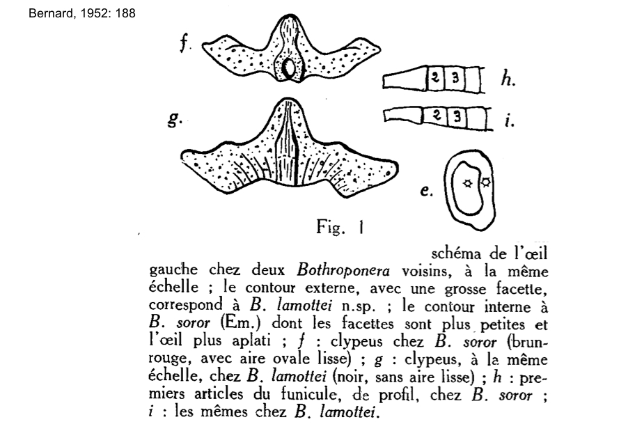 {Pachycondyla lamottei}