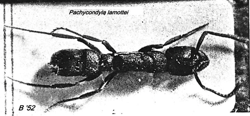 {Pachycondyla lamottei}