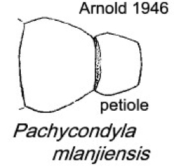 {Pachycondyla mlanjiensis}