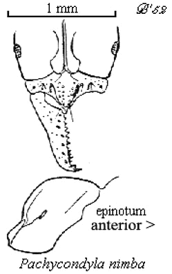 {Pachycondyla nimba}