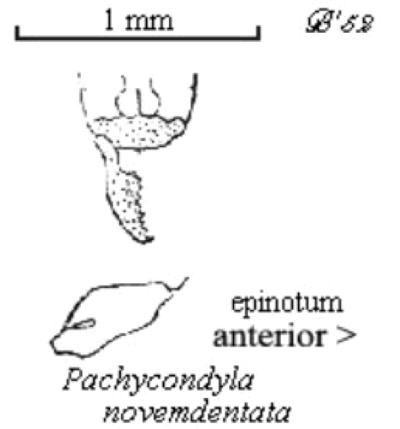 {Pachycondyla novemdentata}