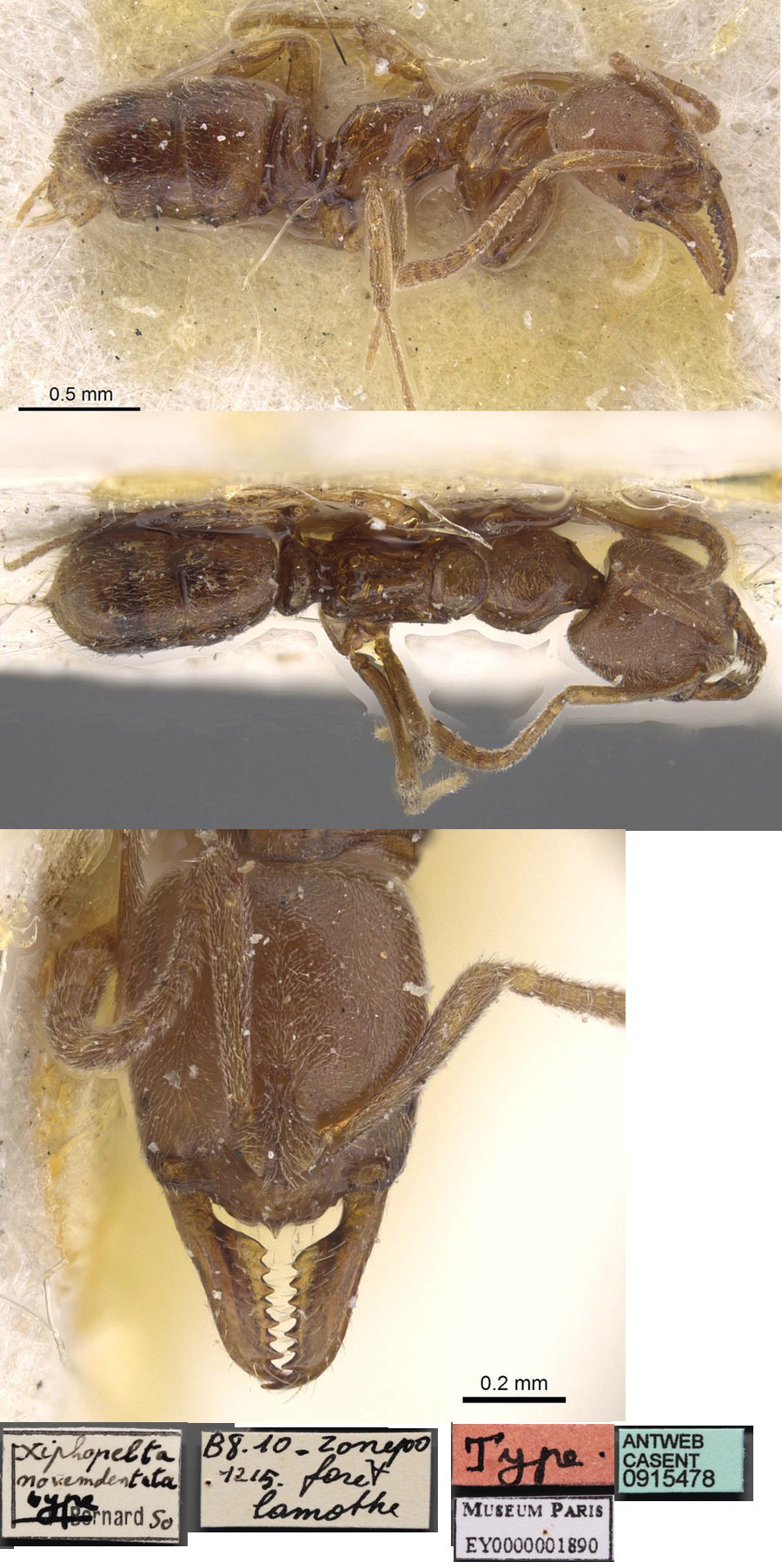 {Pachycondyla novemdentata}