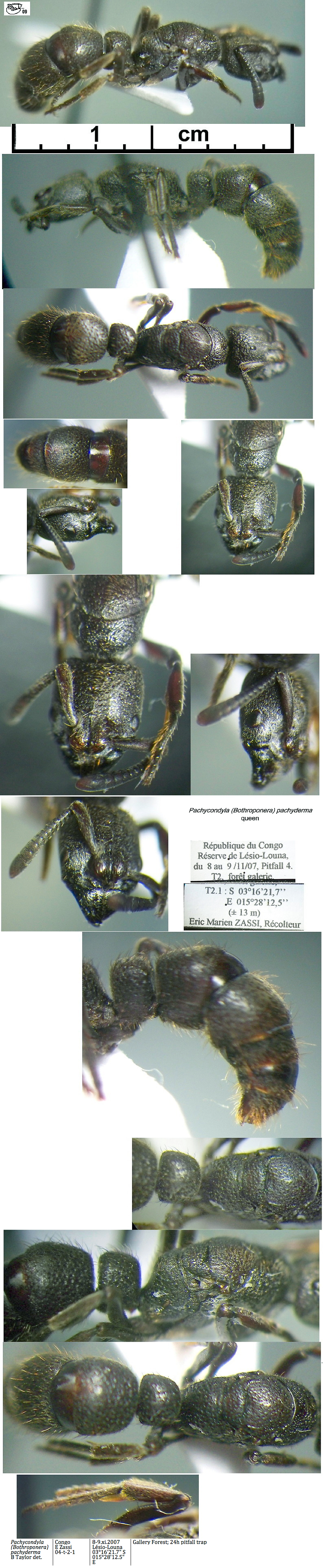 {Pachycondyla pachyderma queen