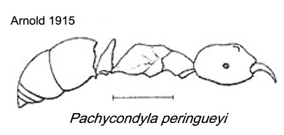 {Pachycondyla peringueyi}