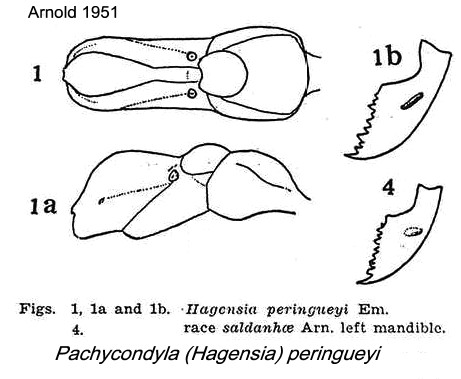 {Pachycondyla peringueyi}