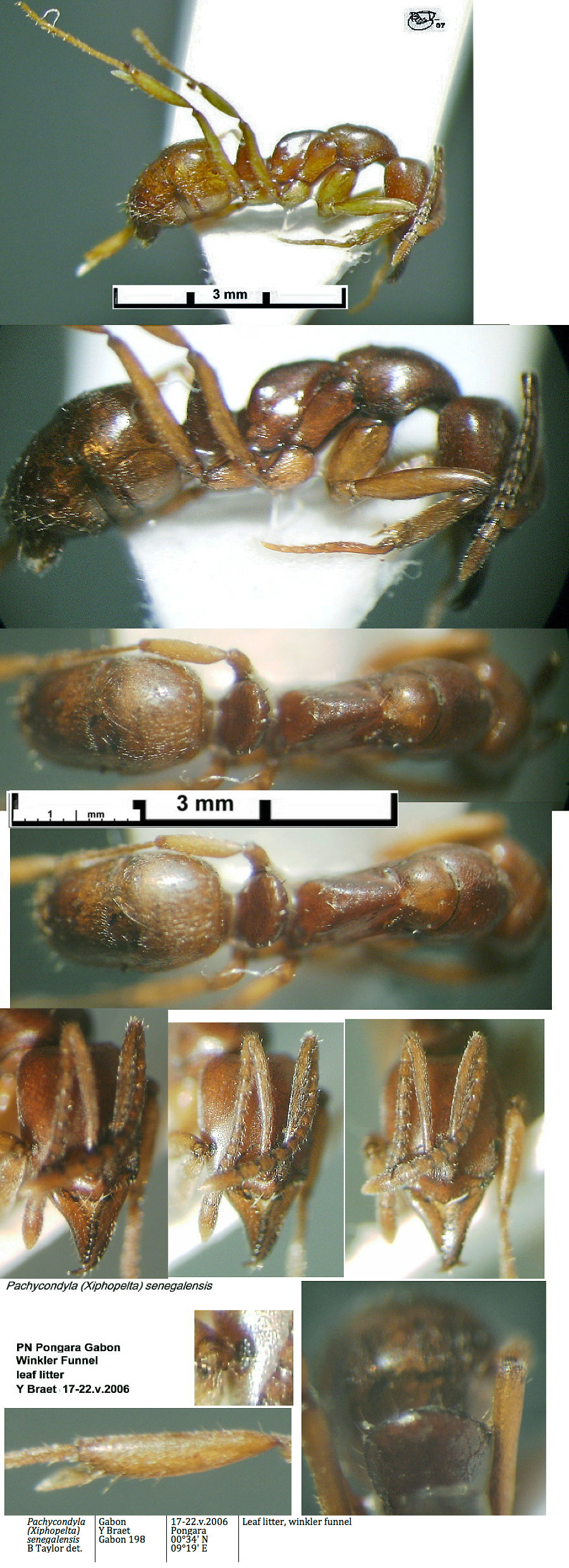 {Pachycondyla senegalensis}