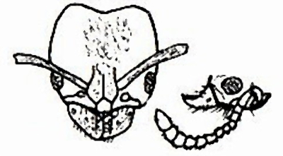 {Pachycondyla sennaarensis head}