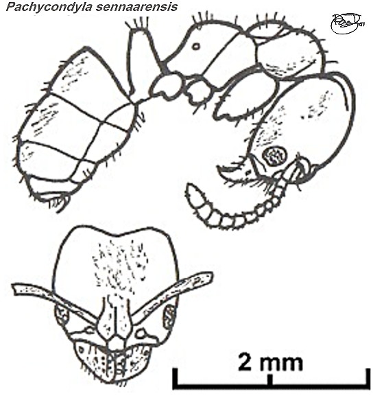 {Pachycondyla sennaarensis}