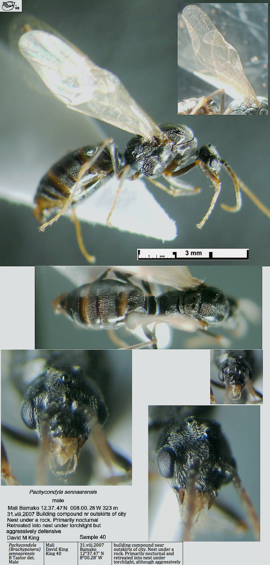 {Pachycondyla sennaarensis male}