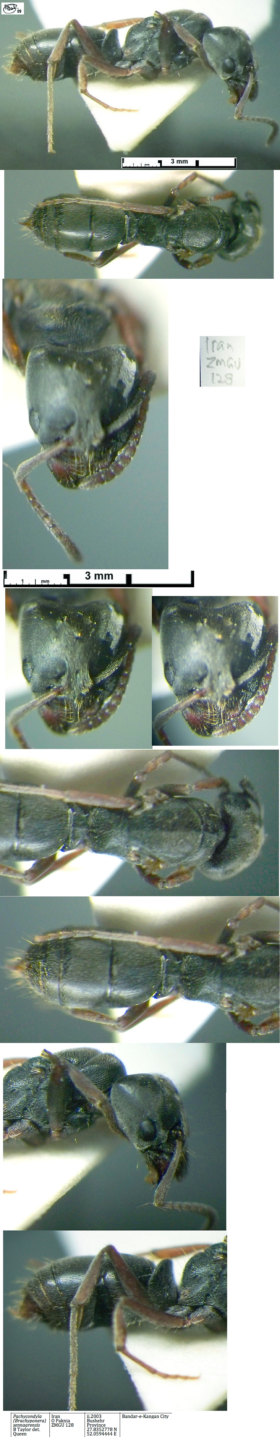 {Pachycondyla sennaarensis queen}