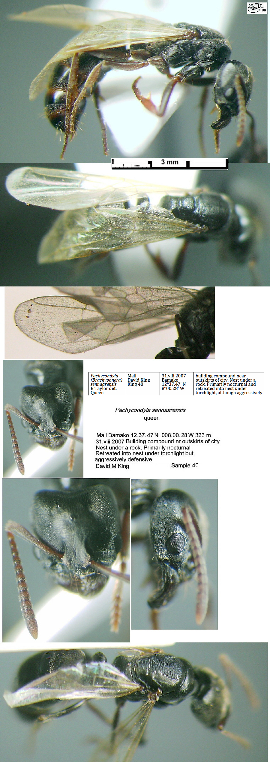 {Pachycondyla sennaarensis queen }