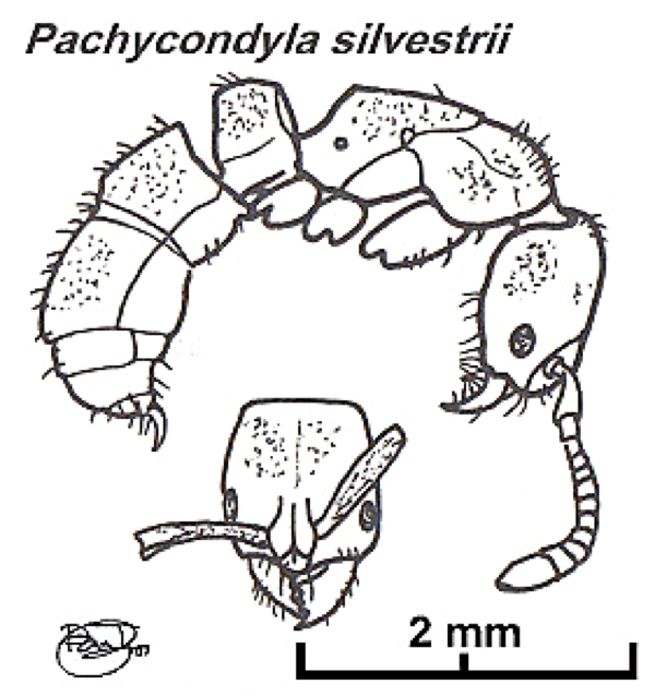 {Pachycondyla silvestrii}