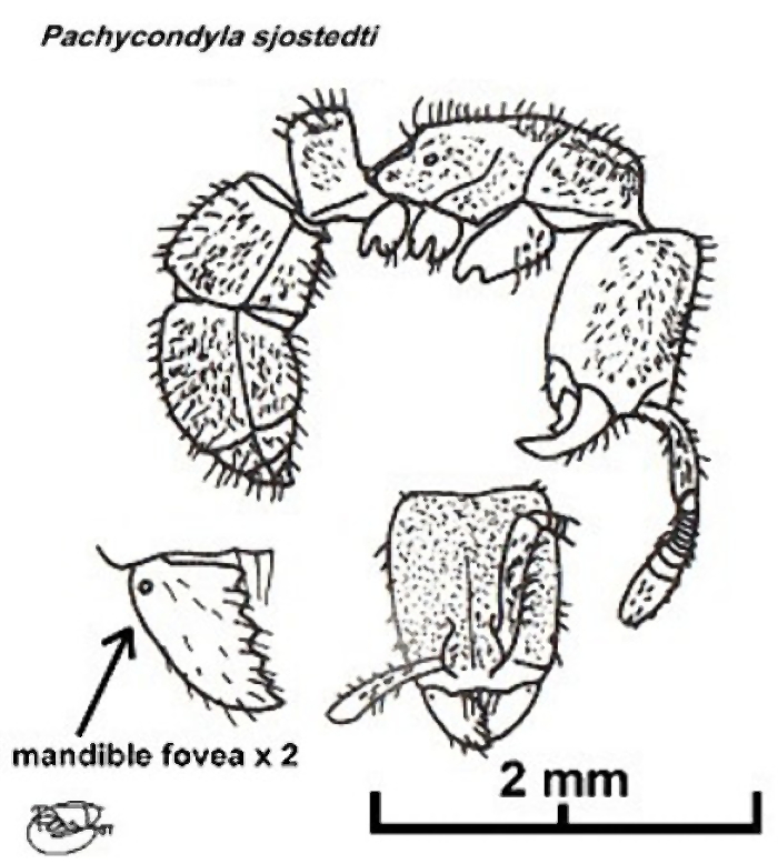 {Pachycondyla sjostedti}