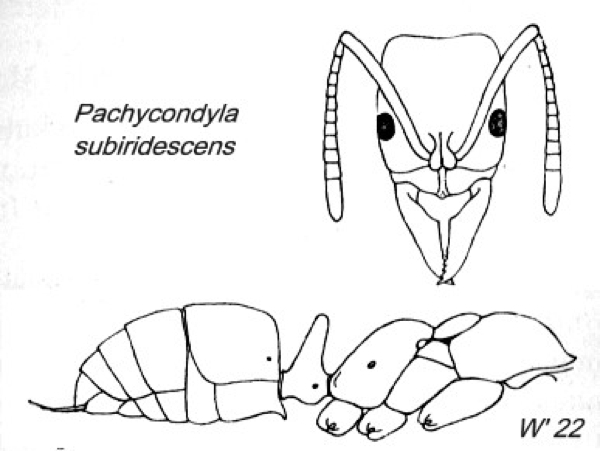 {Pachycondyla subiridescens}