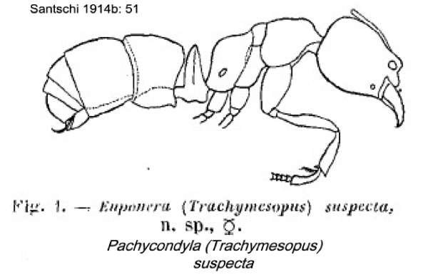 {Pachycondyla suspecta}