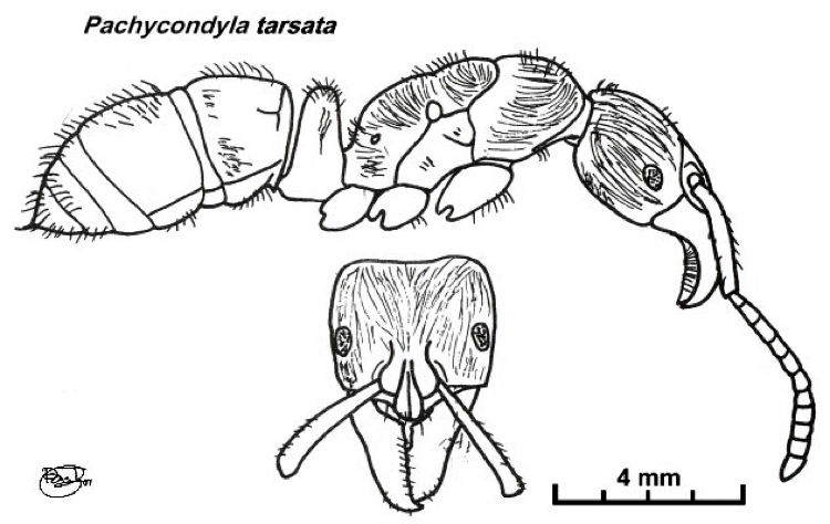 {Pachycondyla tarsata}