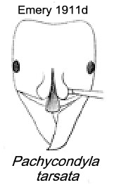 {Pachycondyla (Paltothyreus) tarsatus}