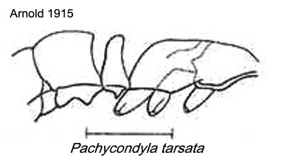 {Pachycondyla tarsata}