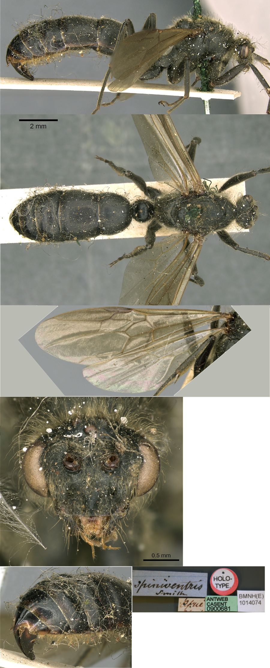 {Pachycondyla tarsata spiniventris male}