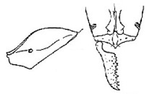 {Pachycondyla testacea}