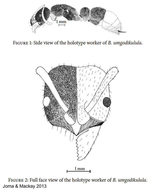 Pachycondyla umgodikulula