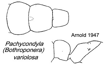 {Pachycondyla variolosa}