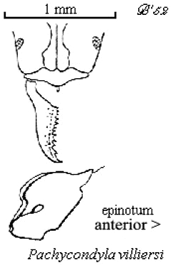 {Pachycondyla villiersi}